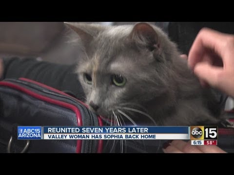 Cat reunited with its owners seven years later