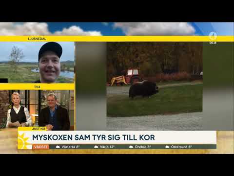 Myskoxen i Ljusnedal TV4 Nyhetsmorgon