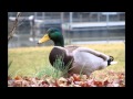 DUCK DUCK BEAVER