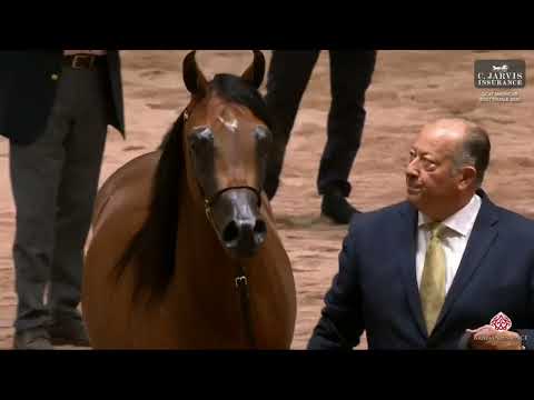 Nader Al Bidayer (Rhan Al Shahania x Nerissas Al Bidayer) - 1'st at GCAT Americas Scottsdale 2025