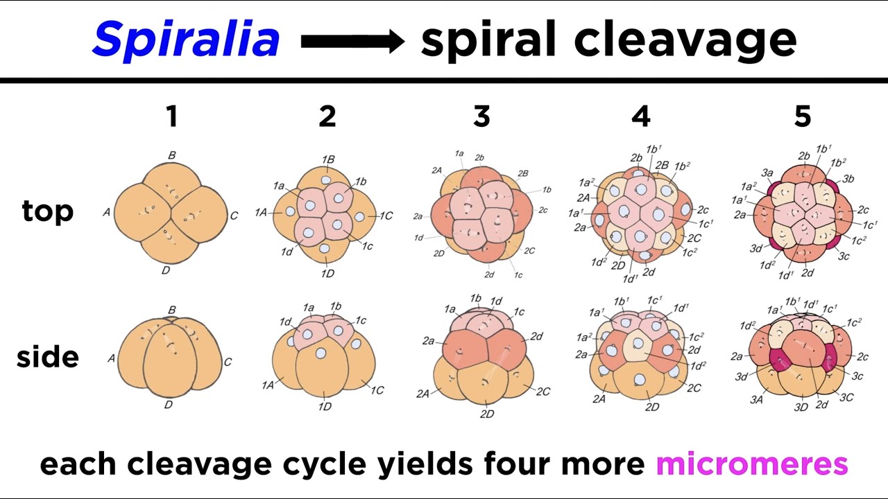 Introduction to Spiralia and Lophotrochozoa