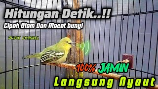 Download lagu Pancingan Pikat Sirtu Gacor Cuma Hitungan Detik Cipoh Diam & Macet Bunyi 💯% Jamin Langsung Nyaut✅️‼️ mp3