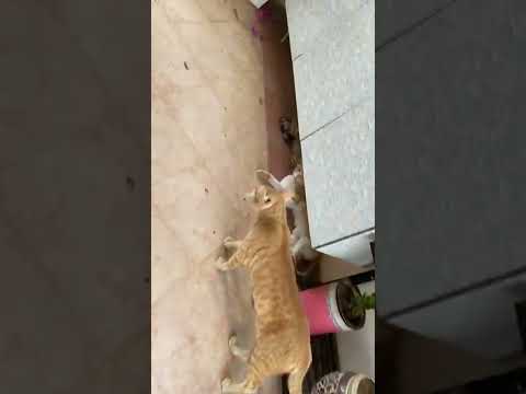 ###cat dynasty #respect of father #fear from father #funny cats#reelsinstagram