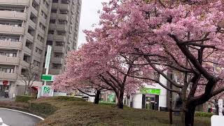 Sakura in front of fussa station #springtime