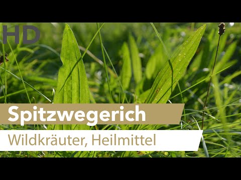Prostata-Zink Vesikulitis ein Kind
