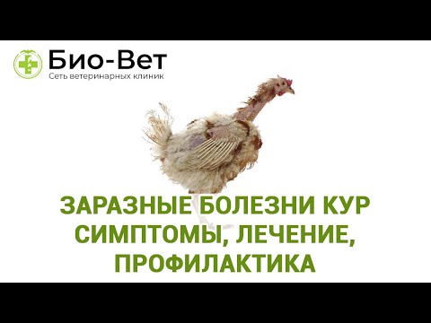 , title : 'Заразные болезни кур 🐔 - симптомы, лечение, профилактика // Сеть Ветклиник Био-Вет'