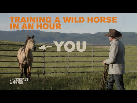 YouTube video about: How to train a wild horse?