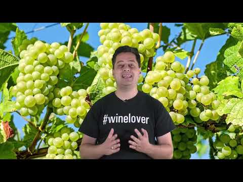 Lecsengés boriskola - Ezerjó