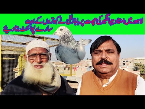 lahore me ustad janghir ki chaht pr baba zulfi ne kabootaro ke points bta diyee (03004515078)