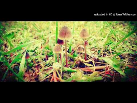 Sychotria vs Fungoloyds - Universe Divers