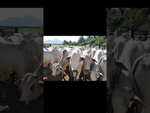 Araçatuba seria a potência agro da República de São Paulo?