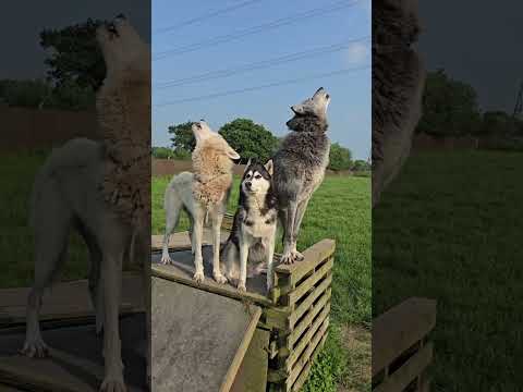 communciation about two wolf and one dog-husky
