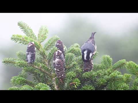 A Prayer -  A Beautiful Meditation - Tony Samara - Uma Oração - Uma Bela Meditação