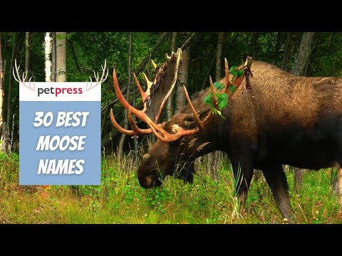 What Are Baby Moose Called