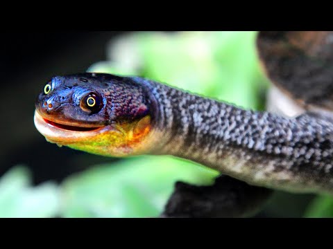 You Wouldn’t Find More Beautiful Snakes Than These!