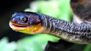 MOST Beautifull Snakes