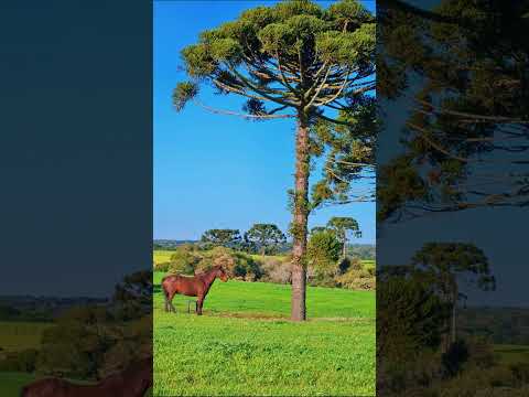 Guarapuava PR