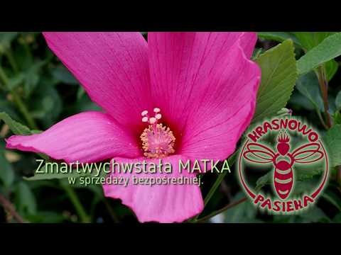 Zmartwychwstała MATKA w sprzedaży bezpośredniej.