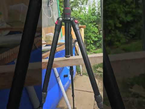 The first selection of this year's koi. The full video will be available tomorrow here on my chan...