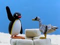 Pingu S04e19 Pingu Builds A Tower Dvdrip Xvid