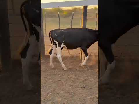 PROMOÇÃO 54 Garrotes: 1.220 reais cada em Vista Serrana/ Paraíba. Whatsapp 84 99810 2784* #gado