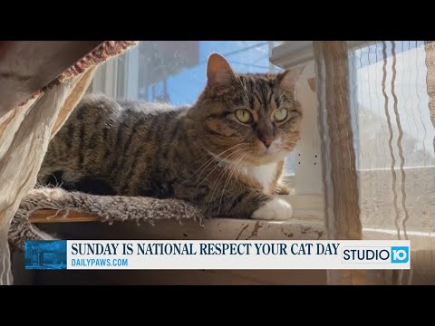 Studio10 Celebrates 'Respect Your Cat Day'