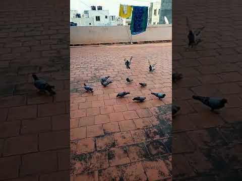 , title : 'Feeding pigeons on rooftop#pigeon#birds#birdfeeder#bangalore#rooftop#pigeonfeeding'