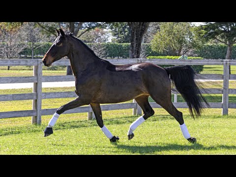 Iron Spring Farm: Vanilla Girl W, Star/Prov. Keur in Free Movement, January 2025