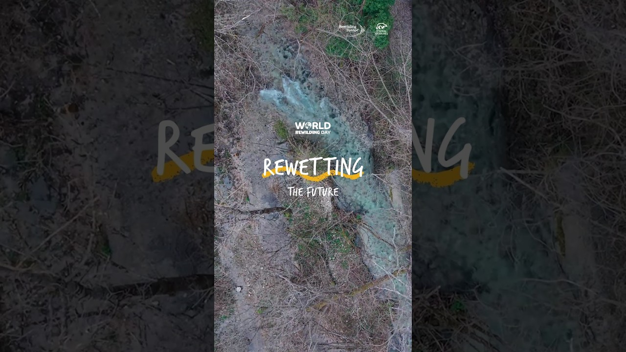 REWETTING THE FUTURE #worldrewildingday #chooseourfuture