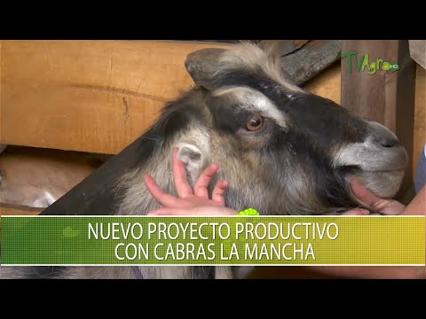 , title : 'Nuevo proyecto productivo con cabras La Mancha - TvAgro por Juan Gonzalo Angel Restrepo'