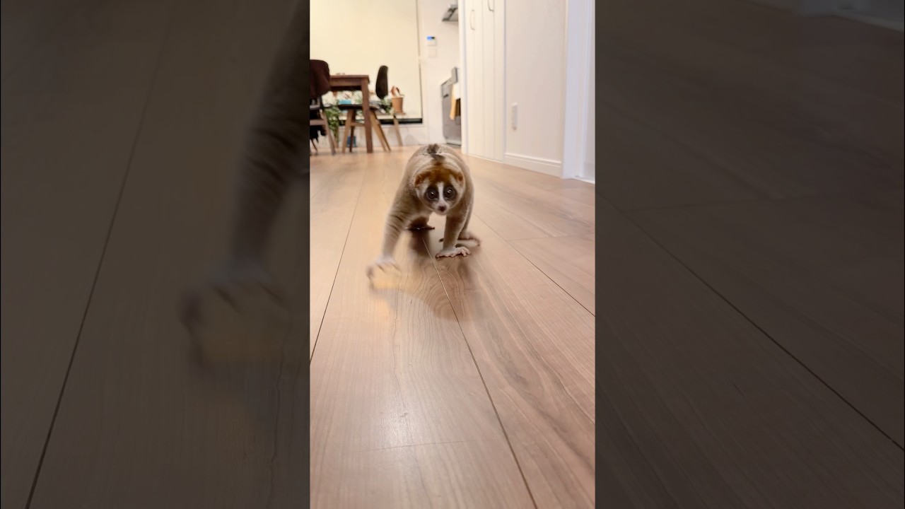 名前を呼ぶとやってくるスローロリスのデリバー