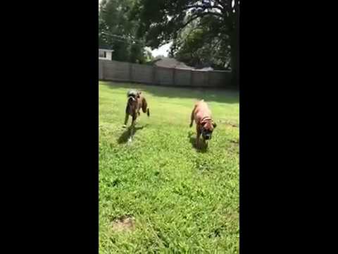 Roxanne and Lando (SPONSORED), an adopted Boxer Mix in Springfield, MO_image-1