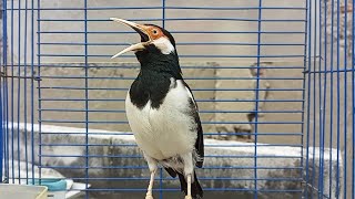 Download lagu Suara Jalak Suren Gacor Mompa Full Variasi Cocok Buat Pancingan Jalak Suren Agar Gacor Full Isian mp3 Download lagu Suara Jalak Suren Gacor Mompa Full Variasi Cocok Buat Pancingan Jalak Suren Agar Gacor Full Isian mp3