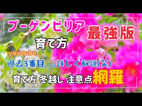 鉢植えのブーゲンビリアに水やり