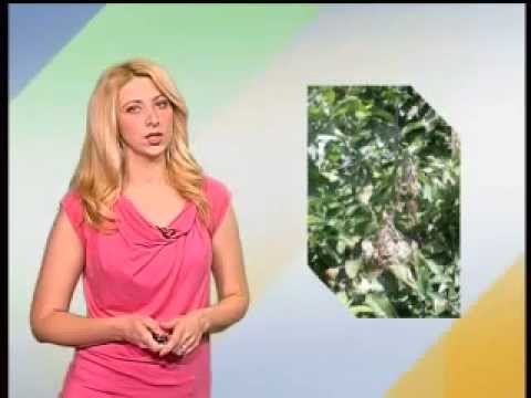 Zelena prognoza 18.7.2013.