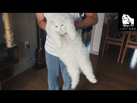 brush white turkish angora cat Myung-il