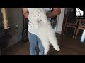 Inilah brush white turkish angora cat Myung il, Video Turkish Angora Cat terbaru!