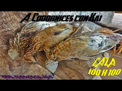 CAZA de CODORNICES con Kai #6 | QUAIL HUNTING | HD