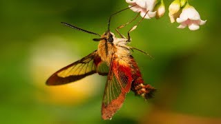 Hummingbird Moth Natures Incredible Mimic!