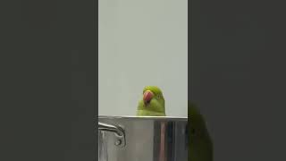 Download lagu funny parrot full drama mood ma 🤣🐦🎭#trending #viral mp3