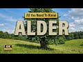 Alder Tree | All You Need To Know About