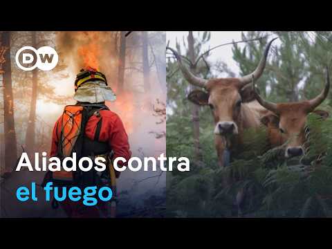 Incendios en Europa: el ganado ayuda a prevenir el fuego en Galicia