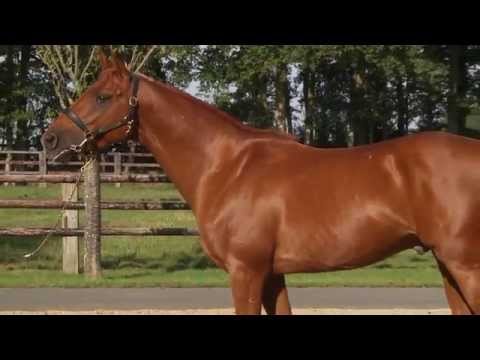 Al Mamun Monleau, étalon PA stationné au Haras du Grand Courgeon (49) - 2015