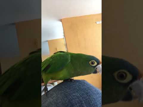 Perico gritando ¡muy fuerte!