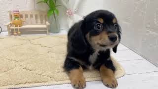 ハーフ犬の動画01