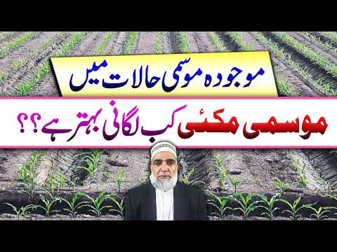 Best sowing time of Autumn Maize during 2025 || Crop Reformer