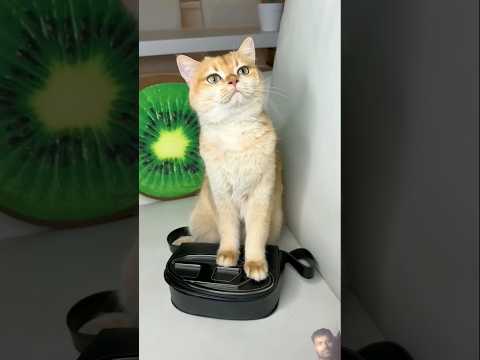 #cat #funny #comedy #pets #cats #funnycats #youtube #catvideos #cates #cutecates #shorts