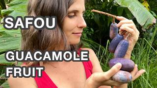 5 kinds of SAFOU, BUTTER FRUIT, Guacamole Fruit, Cheese Fruit, Best Fatty Fruits