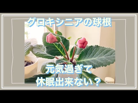 グロキシニア 植物
