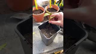 How to grow cuttings from a bay tree and turn them into more bay trees #shorts